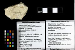 Foto (Objekt + Etiketten) von Gastrosacus levocardiacus (Robins, Feldmann & Schweitzer, 2013) 